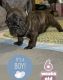 French Bulldog Puppies for sale in Burbank, CA, USA. price: $2,800