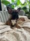 French Bulldog Puppies for sale in Idaho Falls, ID, USA. price: $2,500