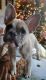 French Bulldog Puppies for sale in Granbury, TX, USA. price: $2,100