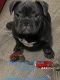 French Bulldog Puppies for sale in Powder Springs, GA, USA. price: NA