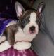 French Bulldog Puppies for sale in Naches, WA 98937, USA. price: NA