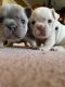 French Bulldog Puppies for sale in Belle Chasse, LA, USA. price: $7,000