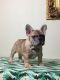 French Bulldog Puppies for sale in Diamond, MO 64840, USA. price: NA