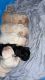 French Bulldog Puppies for sale in Oklahoma City, OK, USA. price: $3,500