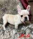 French Bulldog Puppies for sale in Camp Verde, AZ 86322, USA. price: $3,000