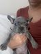 French Bulldog Puppies for sale in Tulare, CA 93274, USA. price: $4,500