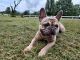 French Bulldog Puppies for sale in Lexington, NC 27295, USA. price: $2,000
