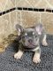 French Bulldog Puppies for sale in Riverside, CA, USA. price: $6,000