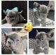 French Bulldog Puppies for sale in Plantation, FL, USA. price: $2,500