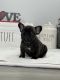 French Bulldog Puppies for sale in Victorville, CA, USA. price: $2,500