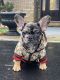 French Bulldog Puppies for sale in Millstone, NJ, USA. price: $3,500