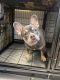 French Bulldog Puppies for sale in Homestead, FL, USA. price: $3,000