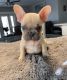 French Bulldog Puppies for sale in San Jacinto, CA, USA. price: $2,300
