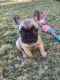 French Bulldog Puppies for sale in Las Cruces, NM, USA. price: NA