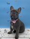 French Bulldog Puppies for sale in Tomball, TX, USA. price: $2,000