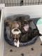 French Bulldog Puppies for sale in Champaign, IL, USA. price: $3,000