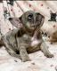 French Bulldog Puppies for sale in 3470 Garners Creek Rd, Dickson, TN 37055, USA. price: NA