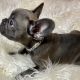 French Bulldog Puppies for sale in Indianapolis, IN, USA. price: $4,000