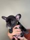 French Bulldog Puppies for sale in Chino Hills, CA, USA. price: $2,500