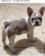 French Bulldog Puppies for sale in Matteson, IL, USA. price: $5,000