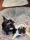 French Bulldog Puppies for sale in Macon, GA, USA. price: $2,000