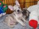 French Bulldog Puppies for sale in Camden, MI 49232, USA. price: $2,500