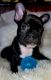 French Bulldog Puppies for sale in Brooksville, MS, USA. price: NA