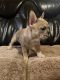 French Bulldog Puppies for sale in Modesto, CA, USA. price: $5,500