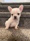 French Bulldog Puppies for sale in Denver, CO, USA. price: NA