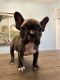 French Bulldog Puppies for sale in Lincolnton, NC 28092, USA. price: NA