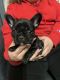 French Bulldog Puppies for sale in Springfield, MA, USA. price: $3,500