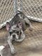 French Bulldog Puppies for sale in Kearney, MO, USA. price: $6,000