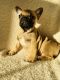 French Bulldog Puppies for sale in Broadway, NC, USA. price: $2,800