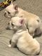 French Bulldog Puppies for sale in Layton, UT 84041, USA. price: $550,000