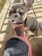 French Bulldog Puppies for sale in Omaha, NE, USA. price: $2,600