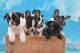 French Bulldog Puppies for sale in Arlington, TX, USA. price: $5,000