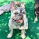 French Bulldog Puppies for sale in Modesto, CA, USA. price: $2,500