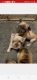 French Bulldog Puppies for sale in Kalispell, MT 59901, USA. price: $3,995