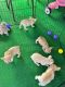 French Bulldog Puppies for sale in Statesville, NC, USA. price: $2,000