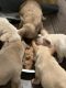 French Bulldog Puppies for sale in St Paul, MN, USA. price: $6,000