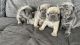 French Bulldog Puppies for sale in Berwyn, IL 60402, USA. price: $4,800