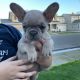 French Bulldog Puppies for sale in Modesto, CA, USA. price: $2,500