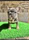 French Bulldog Puppies for sale in Austin, TX, USA. price: $5,000