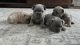 French Bulldog Puppies for sale in Berwyn, IL 60402, USA. price: $4,500