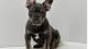 French Bulldog Puppies for sale in Memphis, TN, USA. price: $5,500