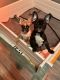 French Bulldog Puppies for sale in S ABINGTN TWP, PA 18411, USA. price: NA