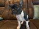 French Bulldog Puppies for sale in Williamson, GA 30292, USA. price: NA