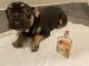 French Bulldog Puppies for sale in 5935 Bonsallo Ave, Los Angeles, CA 90044, USA. price: NA