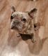 French Bulldog Puppies for sale in Huntington Beach, CA, USA. price: $3,000