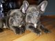 French Bulldog Puppies for sale in Ypsilanti, MI, USA. price: NA